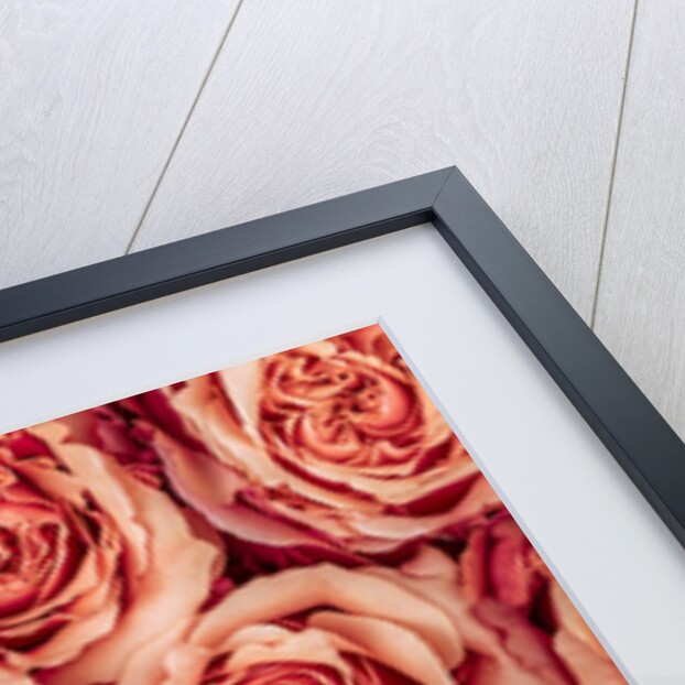 Background of roses by Assaf Frank